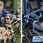 Mein 12-jähriger Sohn baute Rollstühle für drei streunende Hunde — unsere Nachbarin zerstörte ihr Tierheim, doch 24 Stunden später stand jemand vor ihrer Tür.